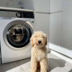Laundry renovation with resident pooch